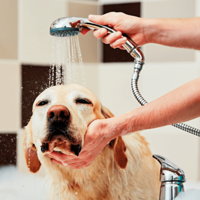 Just-Il-benessere-degli-amici-a-4-zampe-4-exp